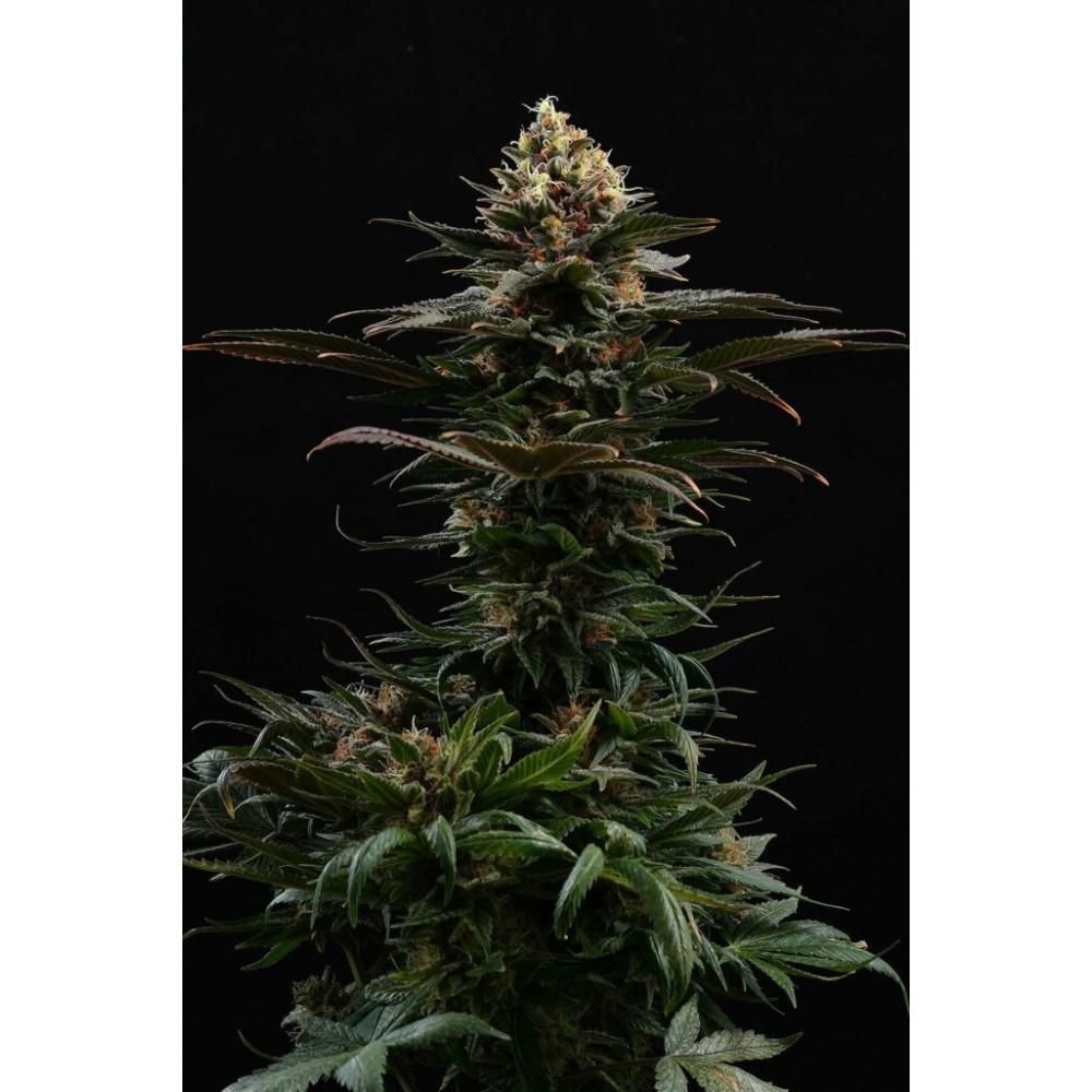 Sativa Dream Σπόροι Κάνναβης (Kannabia Seeds)