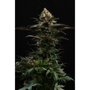 Sativa Dream Σπόροι Κάνναβης (Kannabia Seeds)