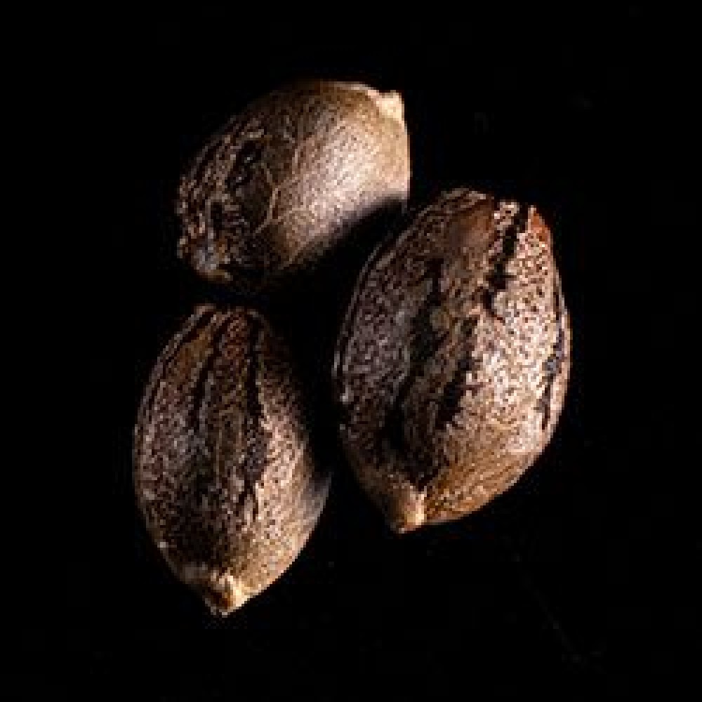 Sativa Dream Σπόροι Κάνναβης (Kannabia Seeds)