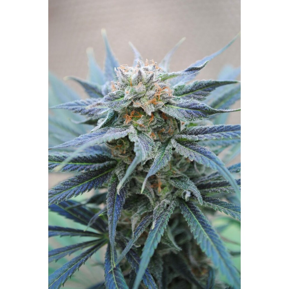 Skunk+ Σπόροι Κάνναβης (Kannabia Seeds)