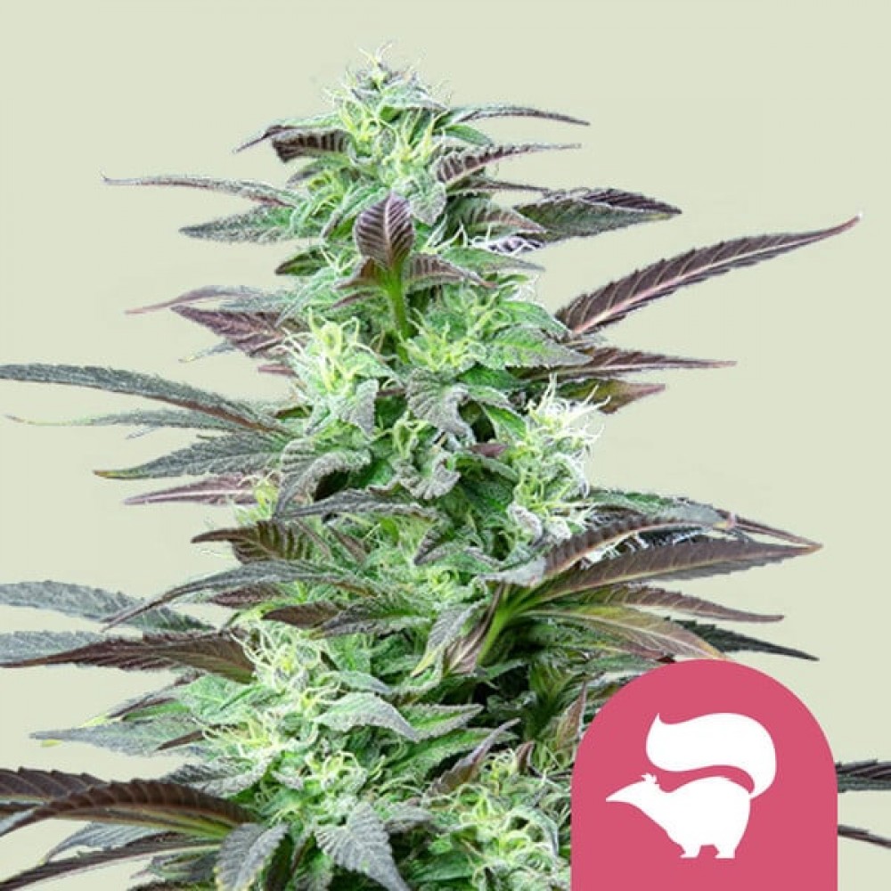 Skunk XL (Royal Queen Seeds) Σπόροι Κάνναβης 