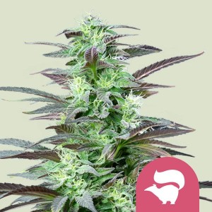 Skunk XL (Royal Queen Seeds) Σπόροι Κάνναβης 