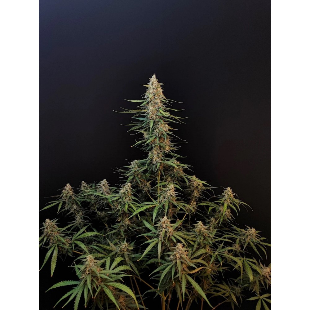 Original Sour Diesel Auto Σπόροι Κάνναβης 