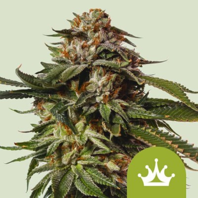 Special Queen 1 Auto (Royal Queen Seeds)