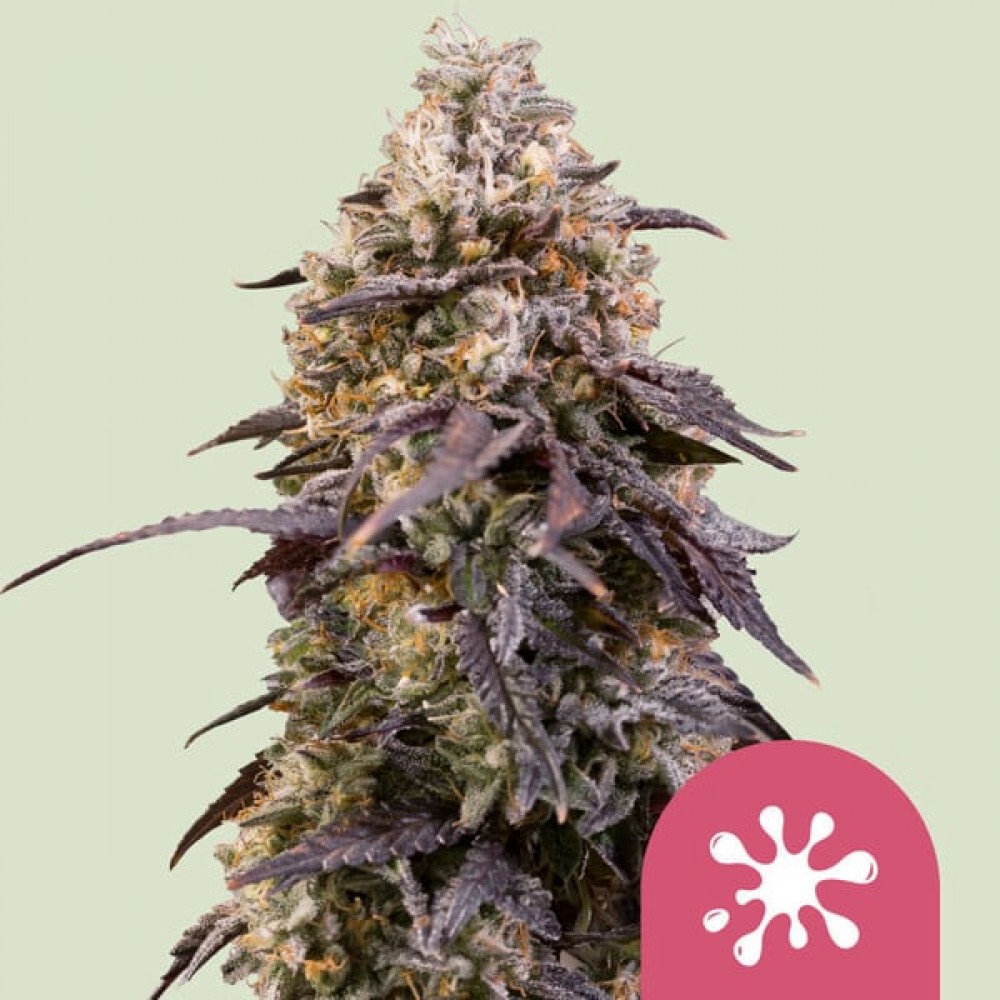 Sticky Queen (Royal Queen Seeds) Σπόροι Κάνναβης 