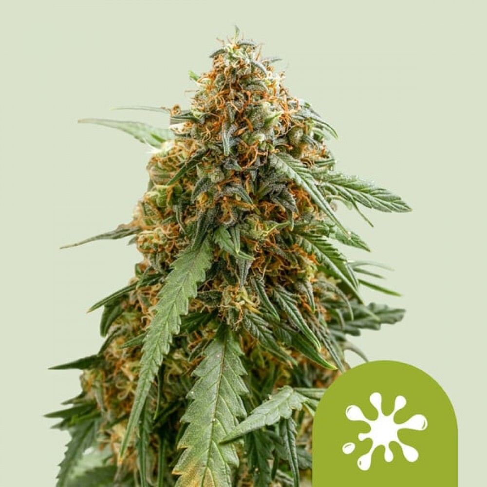 Sticky Queen Auto (Royal Queen Seeds) Σπόροι Κάνναβης 