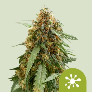 Sticky Queen Auto (Royal Queen Seeds) Σπόροι Κάνναβης 