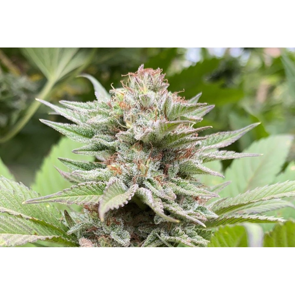 Strawberry Haze Auto Σπόροι Κάνναβης (Kannabia Seeds)