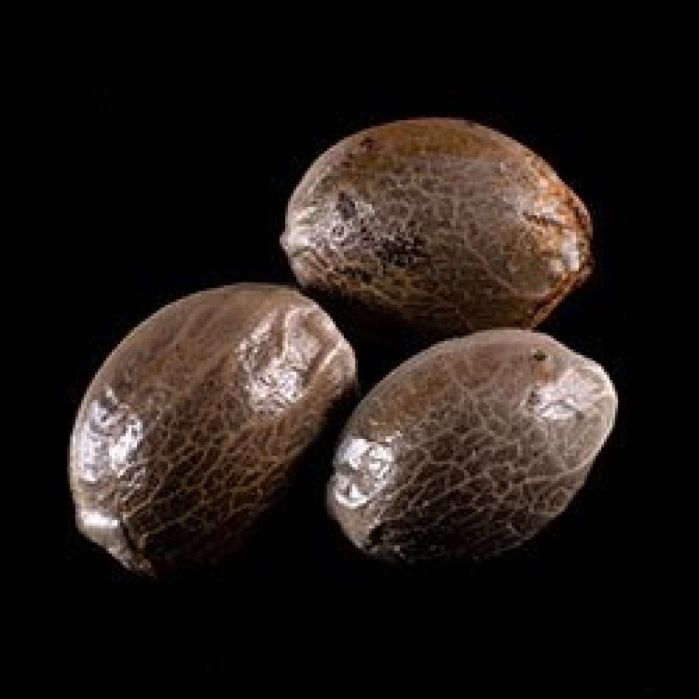 Strawberry Haze Auto Σπόροι Κάνναβης (Kannabia Seeds)