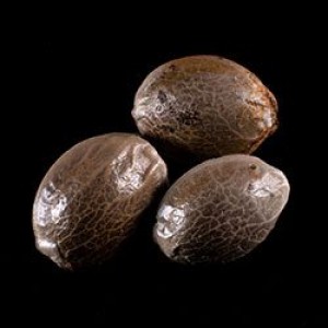 Strawberry Haze Auto Σπόροι Κάνναβης (Kannabia Seeds)