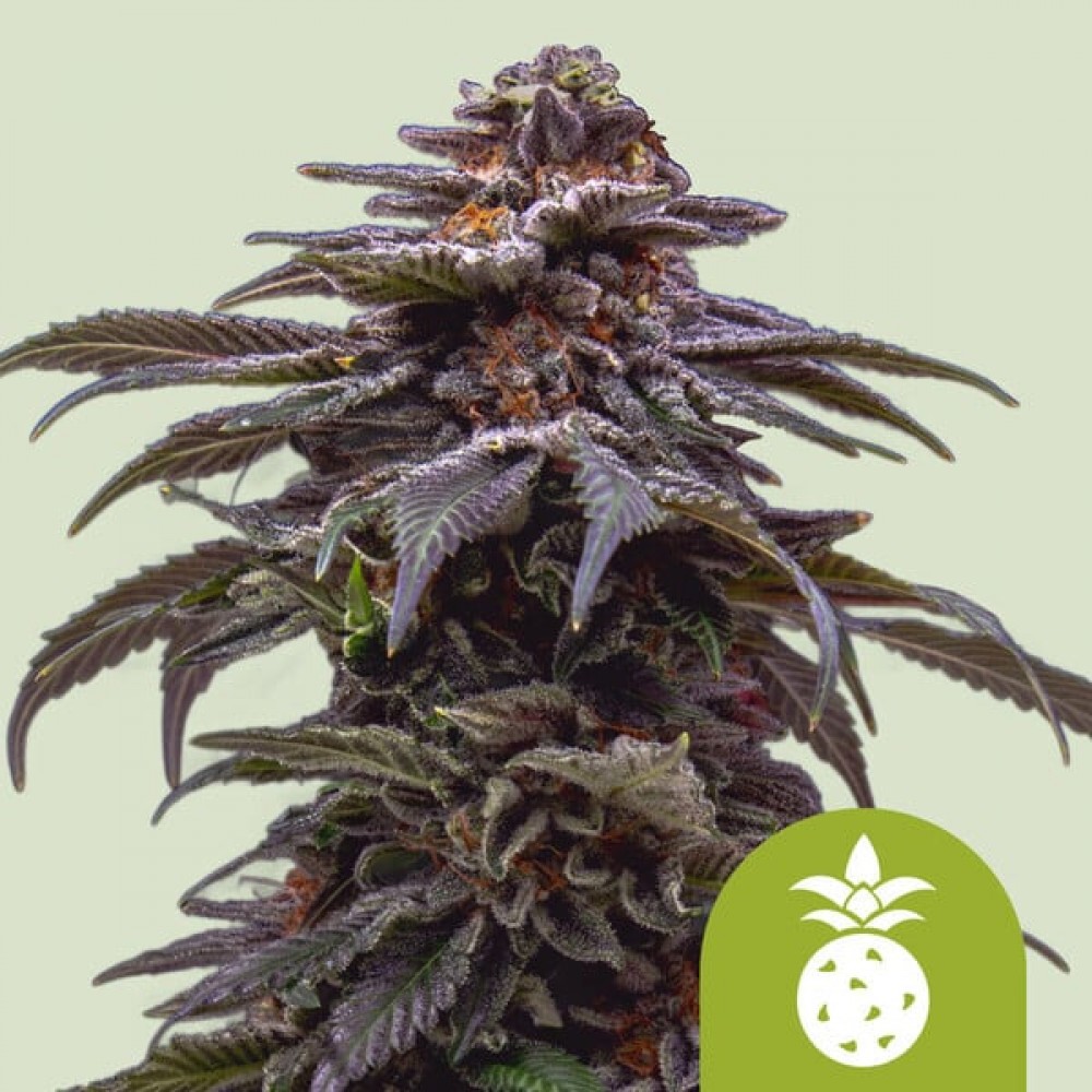 Tropicana Cookies Purple Auto (Royal Queen Seeds) Σπόροι Κάνναβης 