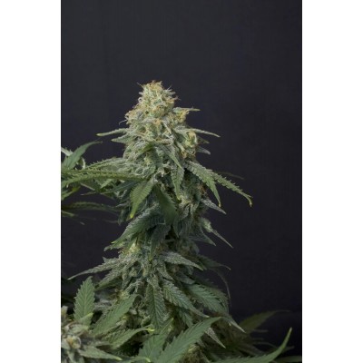 Wedding Cheesecake FF (Fastflowering)