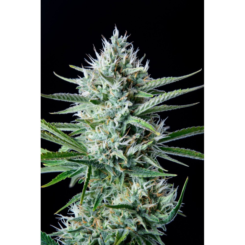 Original White Widow Auto Σπόροι Κάνναβης 