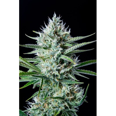 Original White Widow Auto 