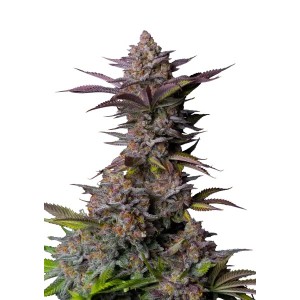 TROPICANA COOKIES FF (Fastflowering) Σπόροι Κάνναβης